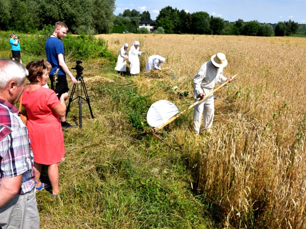 Sandomierz. Staropolskie żniwa w Nadbrzeziu [zdjęcia]