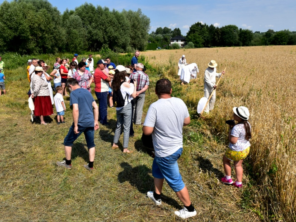 Sandomierz. Staropolskie żniwa w Nadbrzeziu [zdjęcia]
