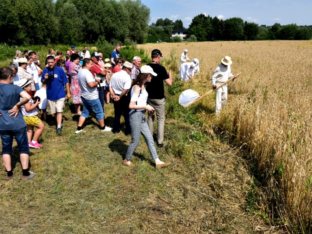 Sandomierz. Staropolskie żniwa w Nadbrzeziu [zdjęcia]
