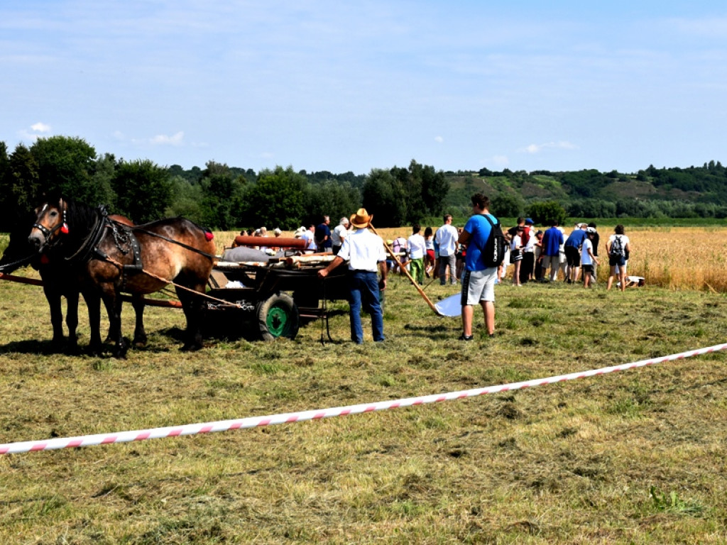 Sandomierz. Staropolskie żniwa w Nadbrzeziu [zdjęcia]