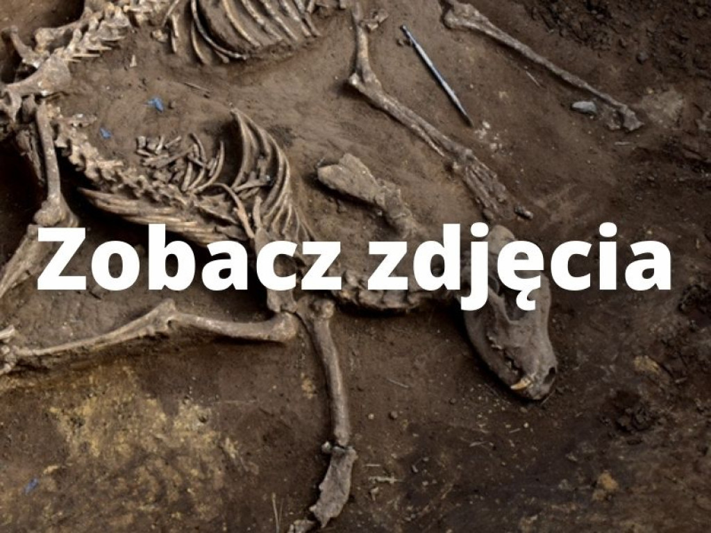 Prehistoryczne groby, w tym z epoki brązu - wyjątkowe odkrycia w Wilczycach [zdjęcia]
