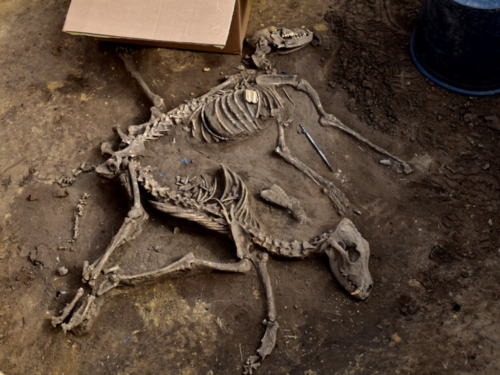 Prehistoryczne groby, w tym z epoki brązu - wyjątkowe odkrycia w Wilczycach [zdjęcia]