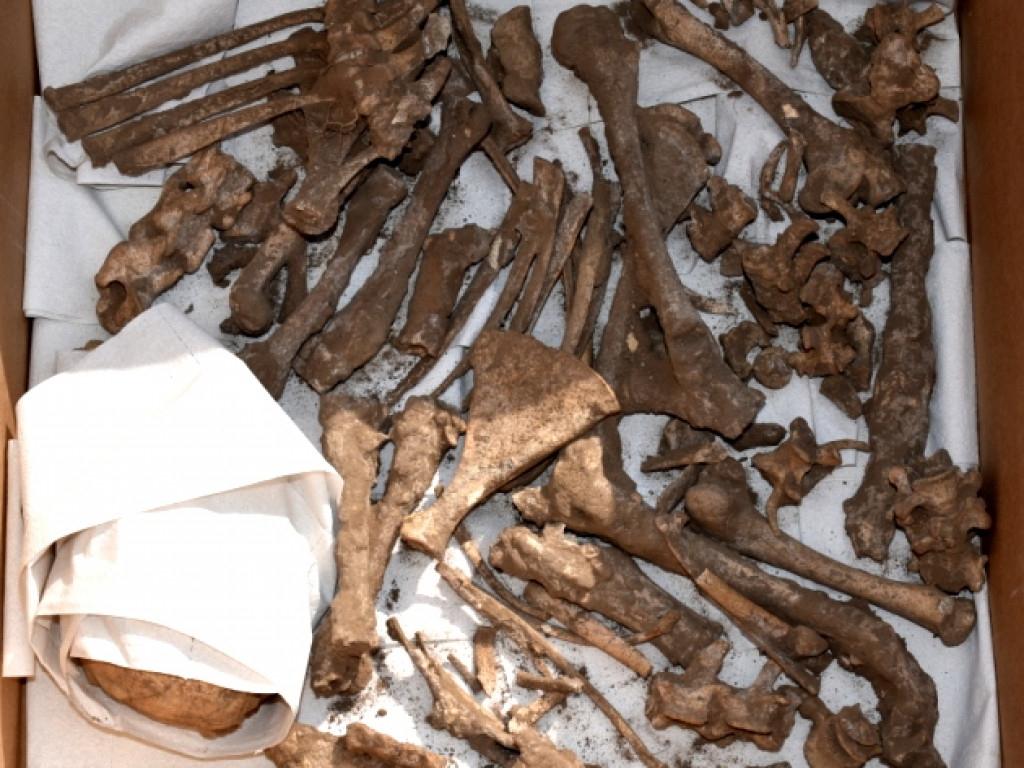 Prehistoryczne groby, w tym z epoki brązu - wyjątkowe odkrycia w Wilczycach [zdjęcia]