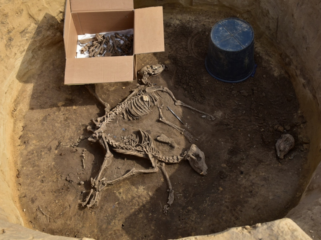 Prehistoryczne groby, w tym z epoki brązu - wyjątkowe odkrycia w Wilczycach [zdjęcia]