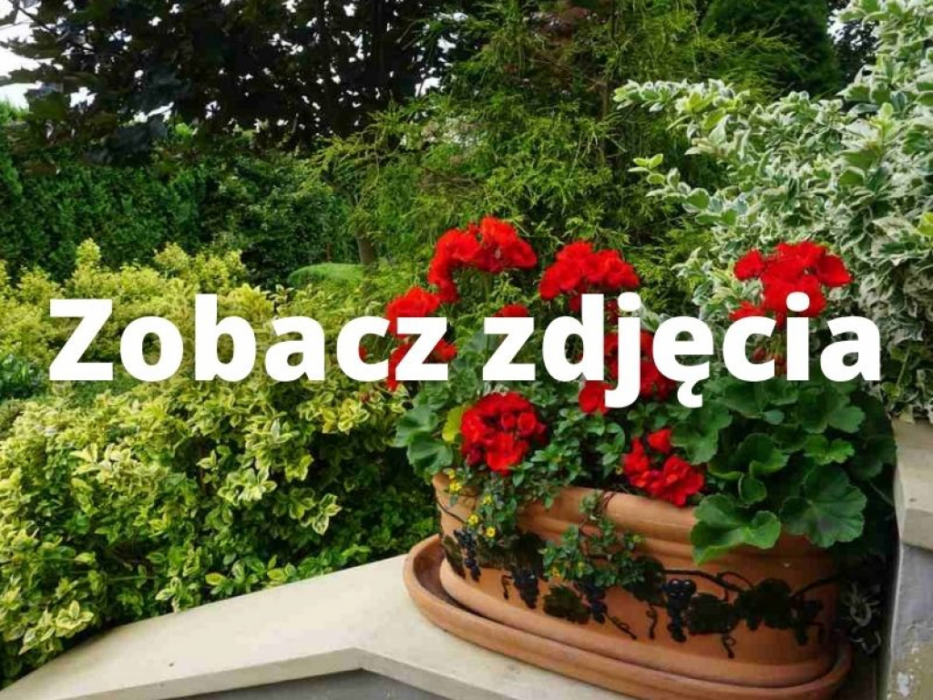 Bogoria. Wybrali najpiękniejsze ogrody w gminie. Niektóre są naprawdę zachwycające! [zdjęcia]