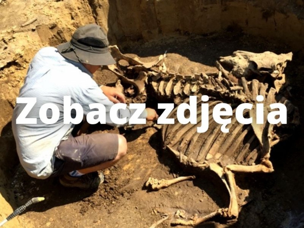 Niezwykłe odkrycie archeologiczne w Wilczycach [zdjęcia]