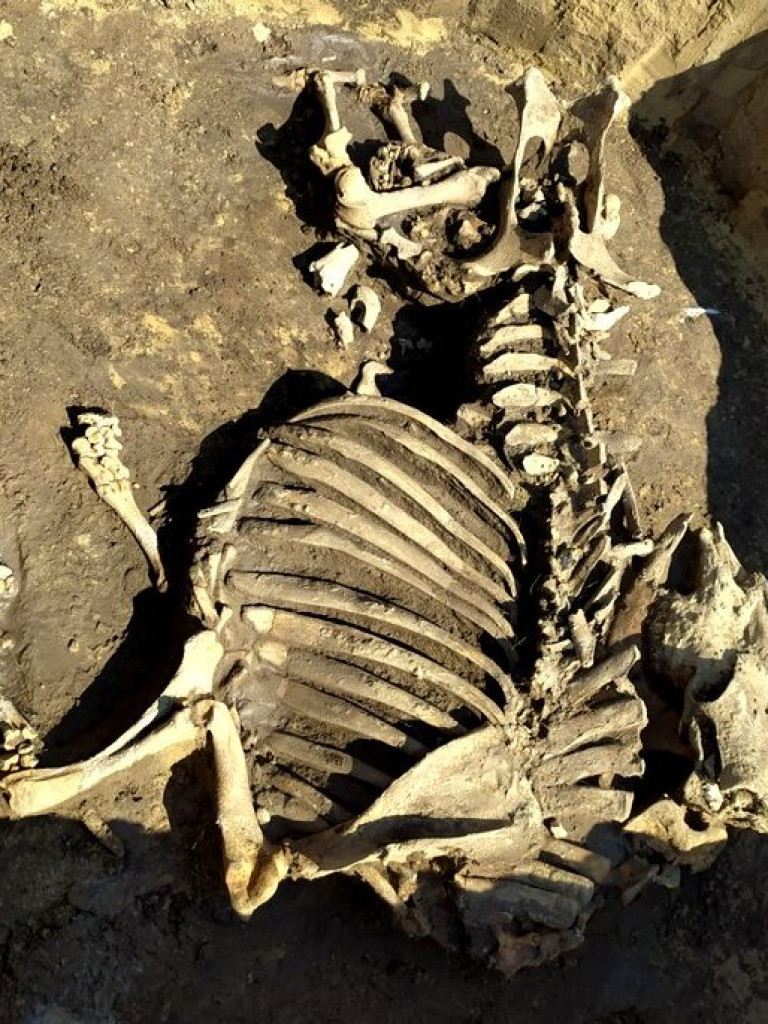 Niezwykłe odkrycie archeologiczne w Wilczycach [zdjęcia]