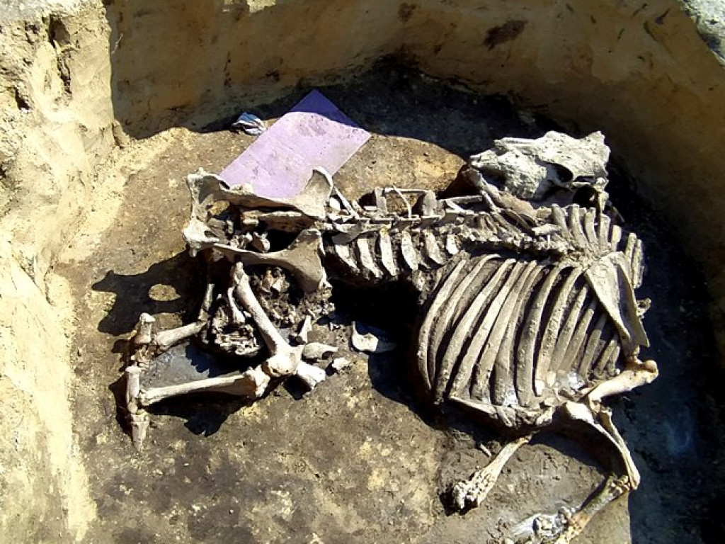 Niezwykłe odkrycie archeologiczne w Wilczycach [zdjęcia]