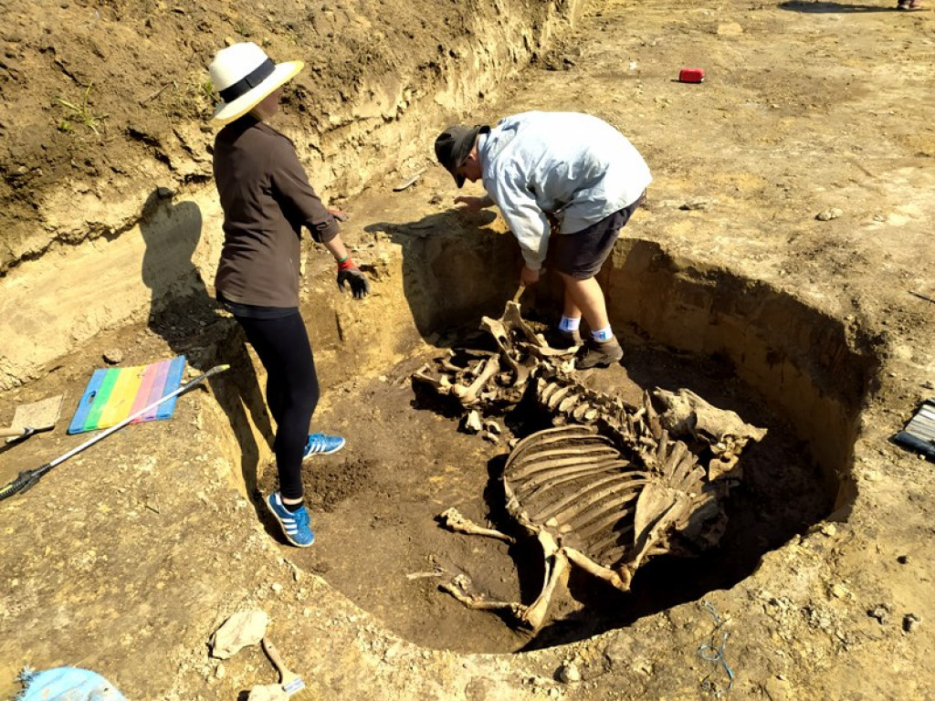 Niezwykłe odkrycie archeologiczne w Wilczycach [zdjęcia]