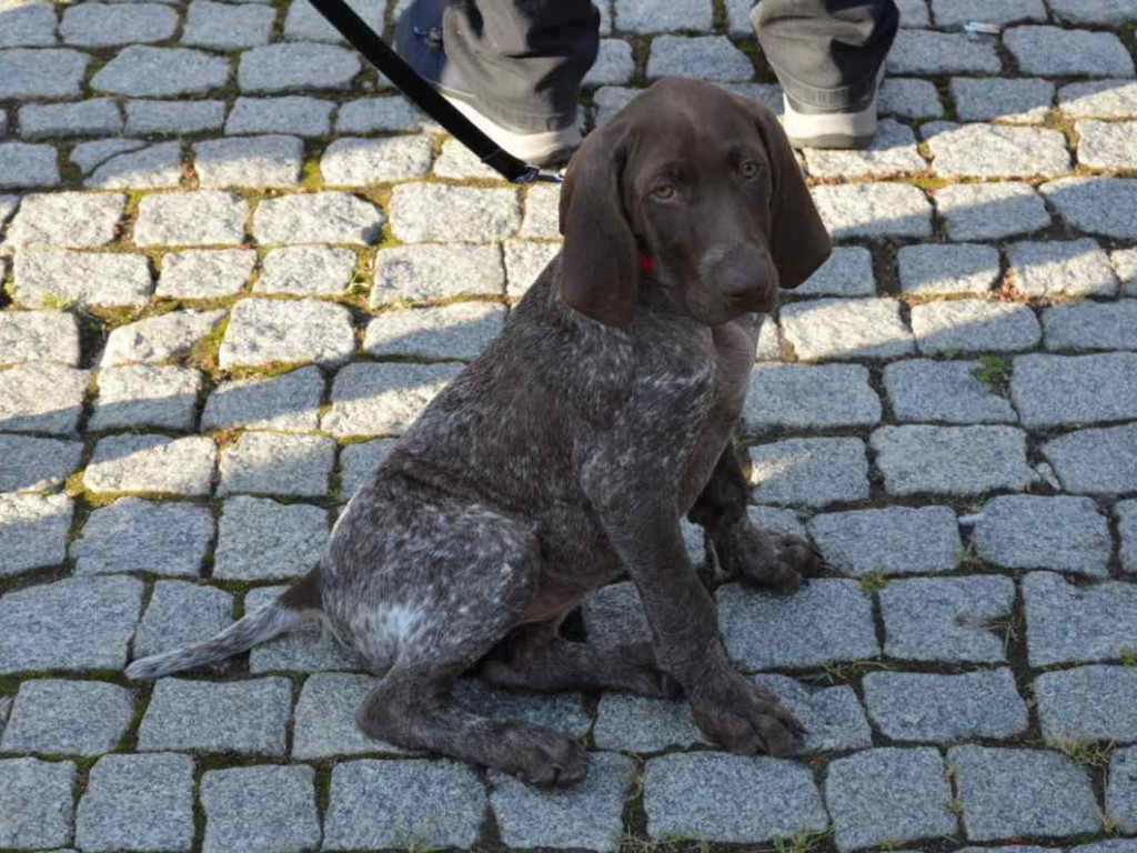 Święto tradycji myśliwskiej w Nisku [zdjęcia]
