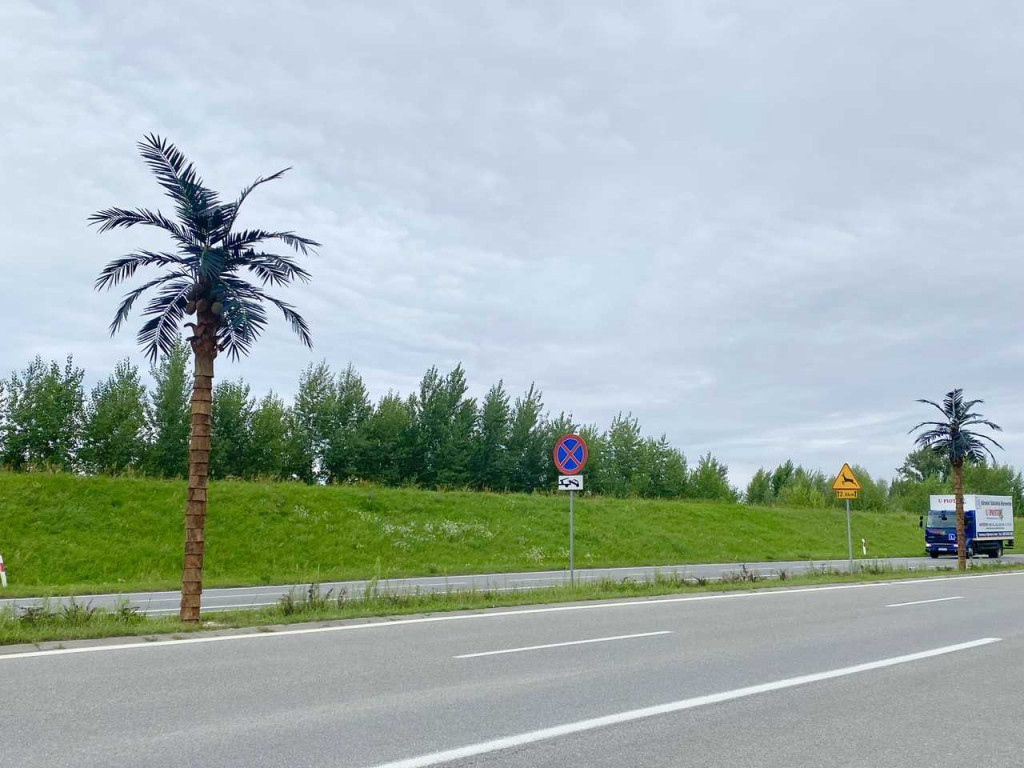 Przy wjeździe nad Jezioro Tarnobrzeskie ustawiono nowe palmy [zdjęcia]