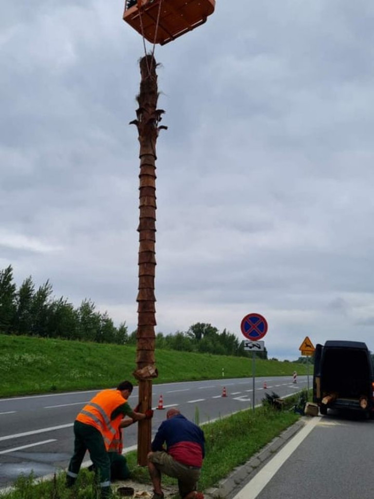 Przy wjeździe nad Jezioro Tarnobrzeskie ustawiono nowe palmy [zdjęcia]