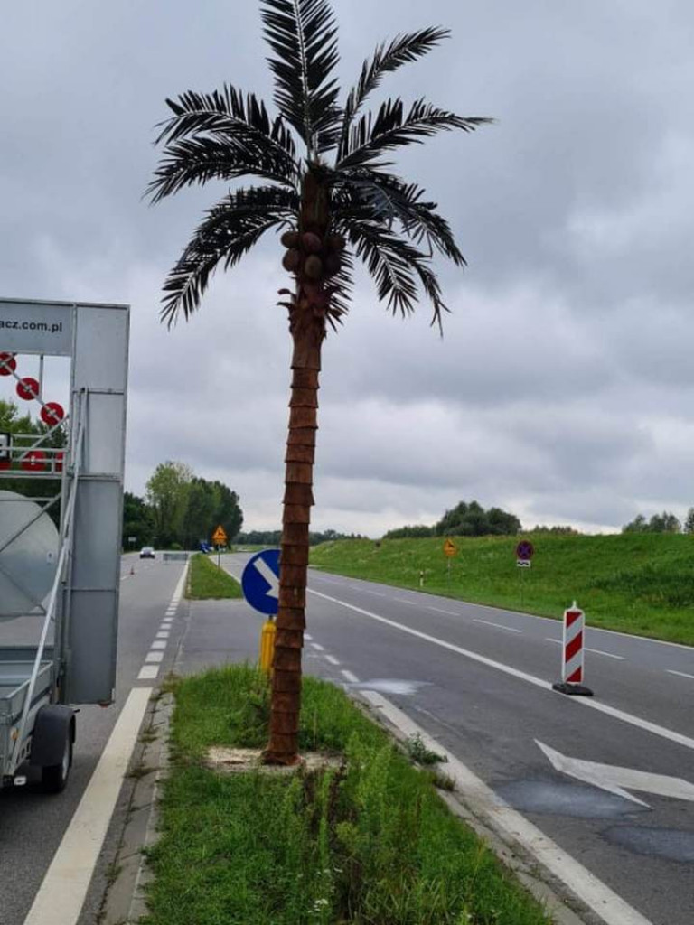 Przy wjeździe nad Jezioro Tarnobrzeskie ustawiono nowe palmy [zdjęcia]