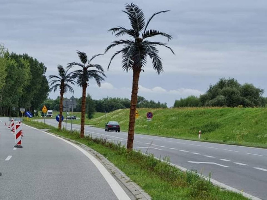 Przy wjeździe nad Jezioro Tarnobrzeskie ustawiono nowe palmy [zdjęcia]