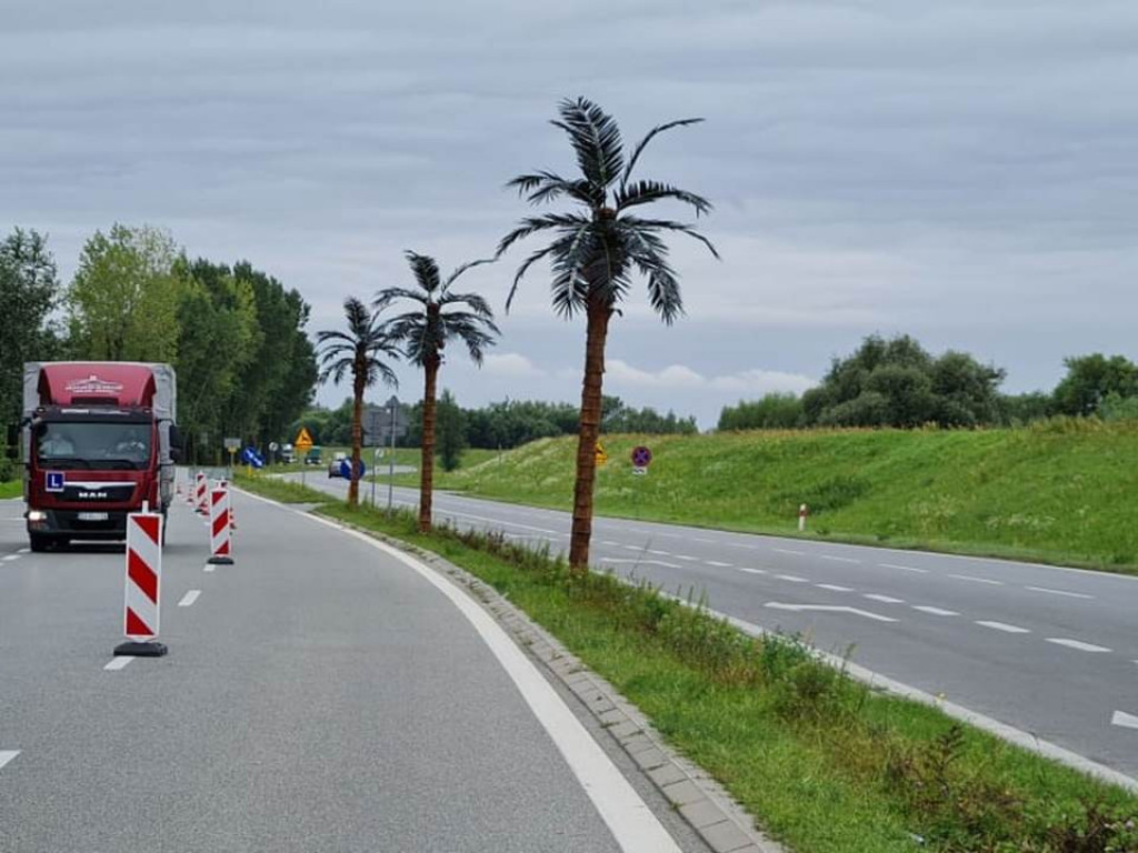 Przy wjeździe nad Jezioro Tarnobrzeskie ustawiono nowe palmy [zdjęcia]