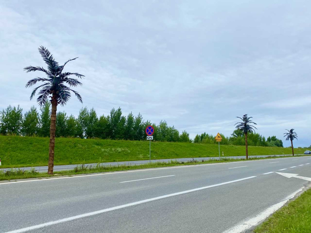Przy wjeździe nad Jezioro Tarnobrzeskie ustawiono nowe palmy [zdjęcia]