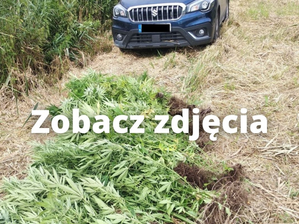 Policja zlikwidowała wielkie plantacje konopi indyjskich pod Tarnobrzegiem [zdjęcia]