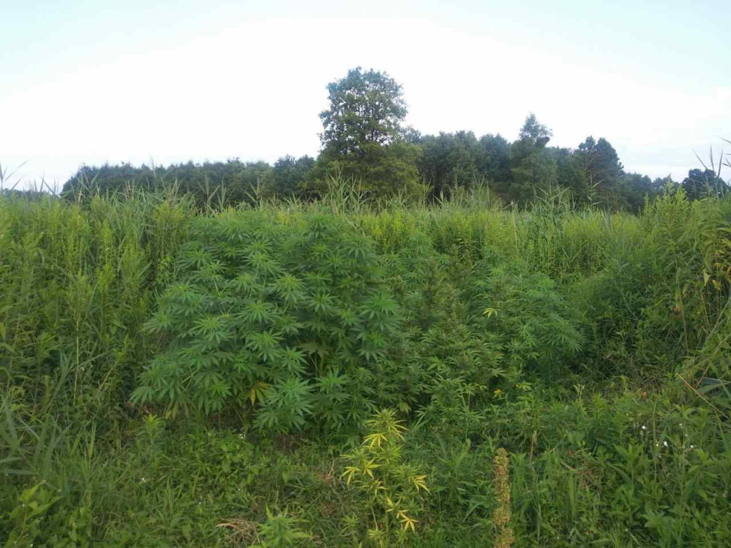 Policja zlikwidowała wielkie plantacje konopi indyjskich pod Tarnobrzegiem [zdjęcia]