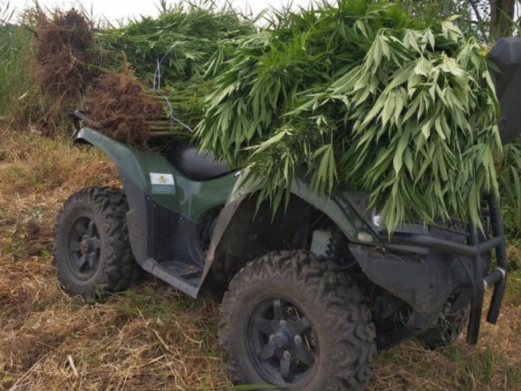 Policja zlikwidowała wielkie plantacje konopi indyjskich pod Tarnobrzegiem [zdjęcia]