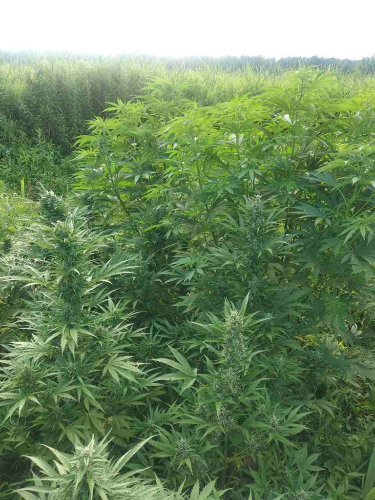 Policja zlikwidowała wielkie plantacje konopi indyjskich pod Tarnobrzegiem [zdjęcia]