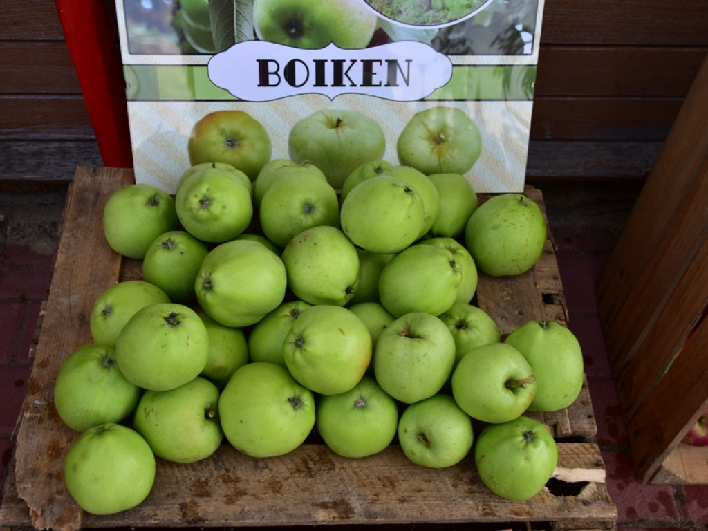 Gmina Obrazów. Wracają do sadowniczych tradycji [zdjęcia]