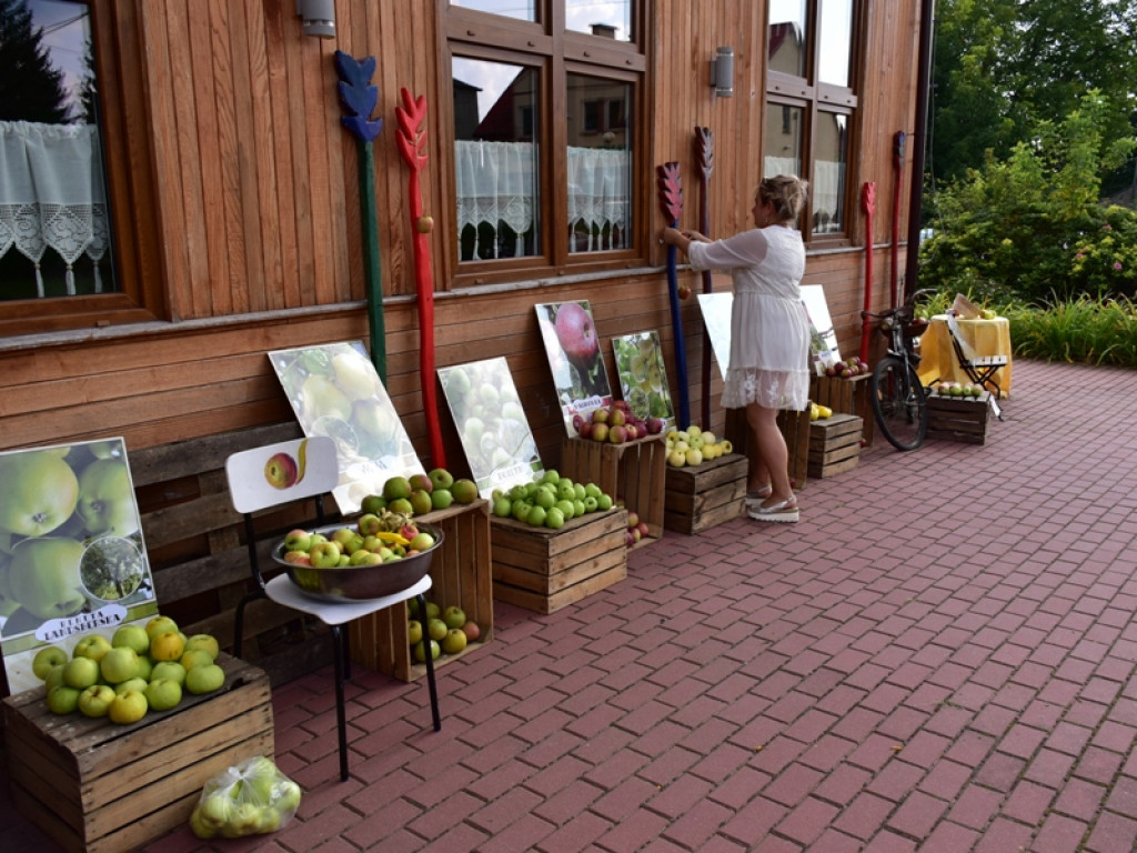 Gmina Obrazów. Wracają do sadowniczych tradycji [zdjęcia]
