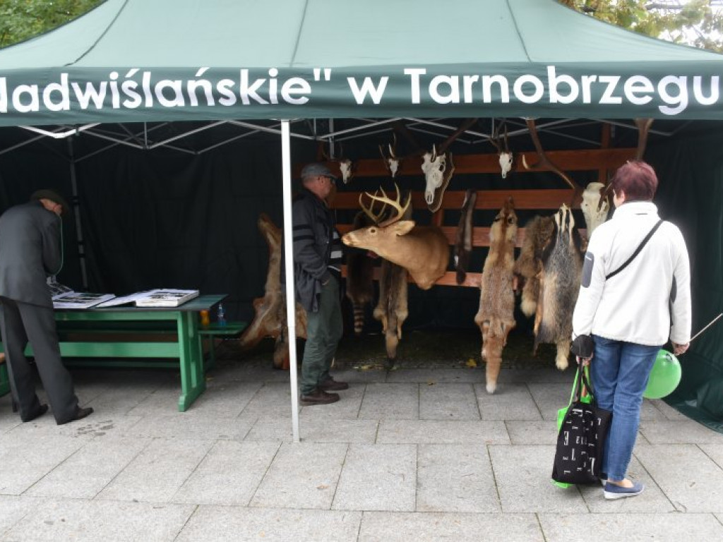 60-lecie praw miejskich w Nowej Dębie [zdjęcia]