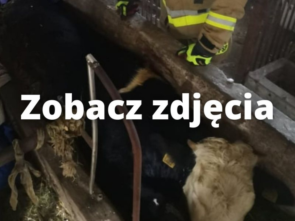 Pow. staszowski. Najpierw uwalniali uwięzioną w żłobie krowę, potem bobra, który wpadł do studzienki [zdjęcia]