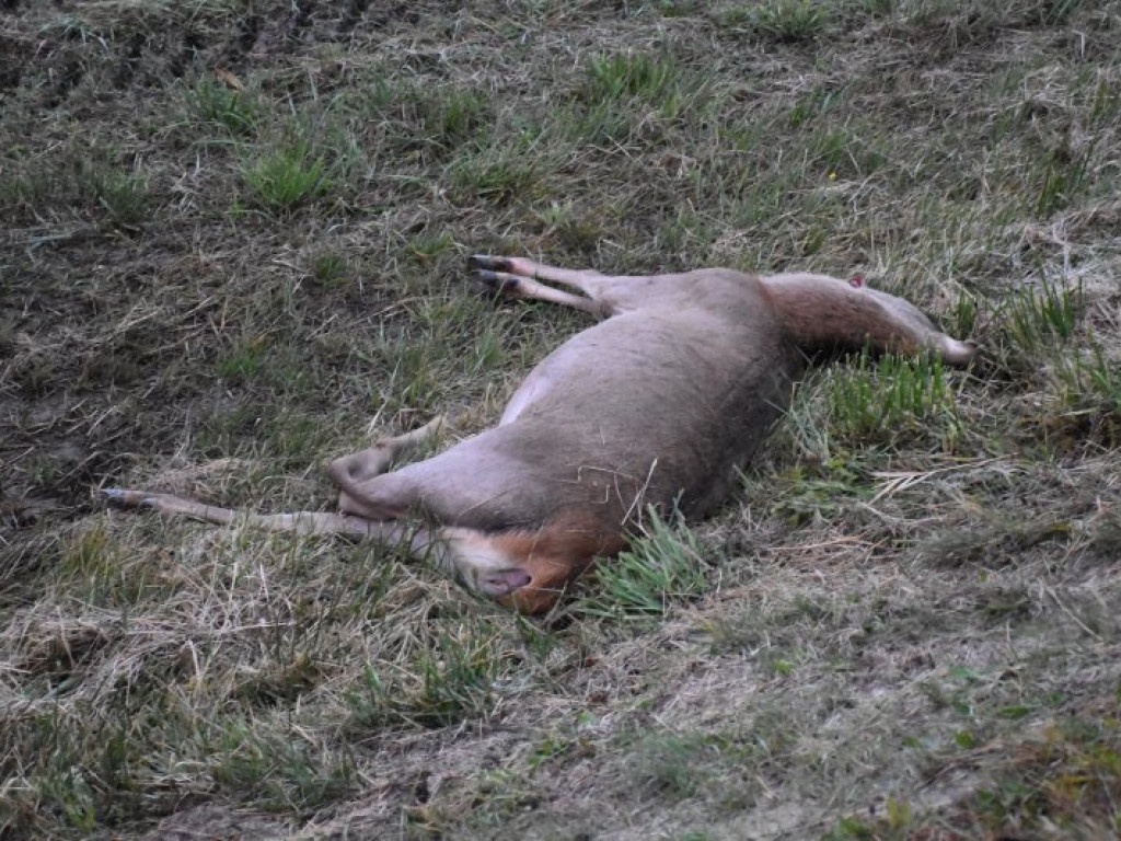 Zderzenie auta z sarną na krajowej 