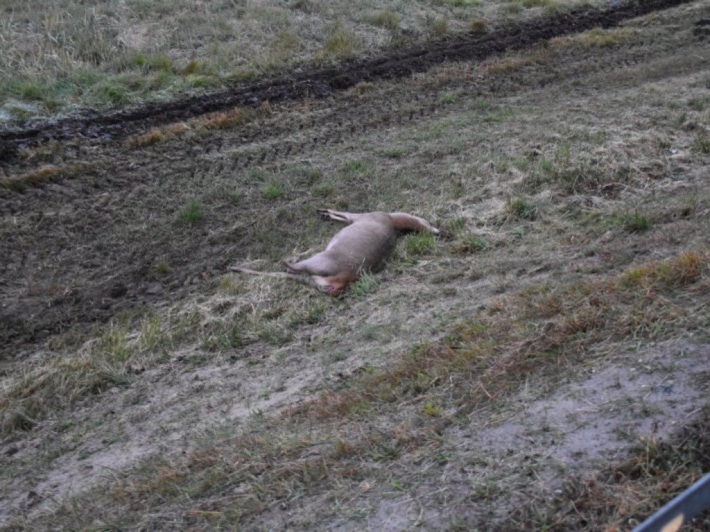 Zderzenie auta z sarną na krajowej 