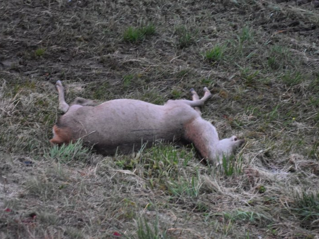 Zderzenie auta z sarną na krajowej 