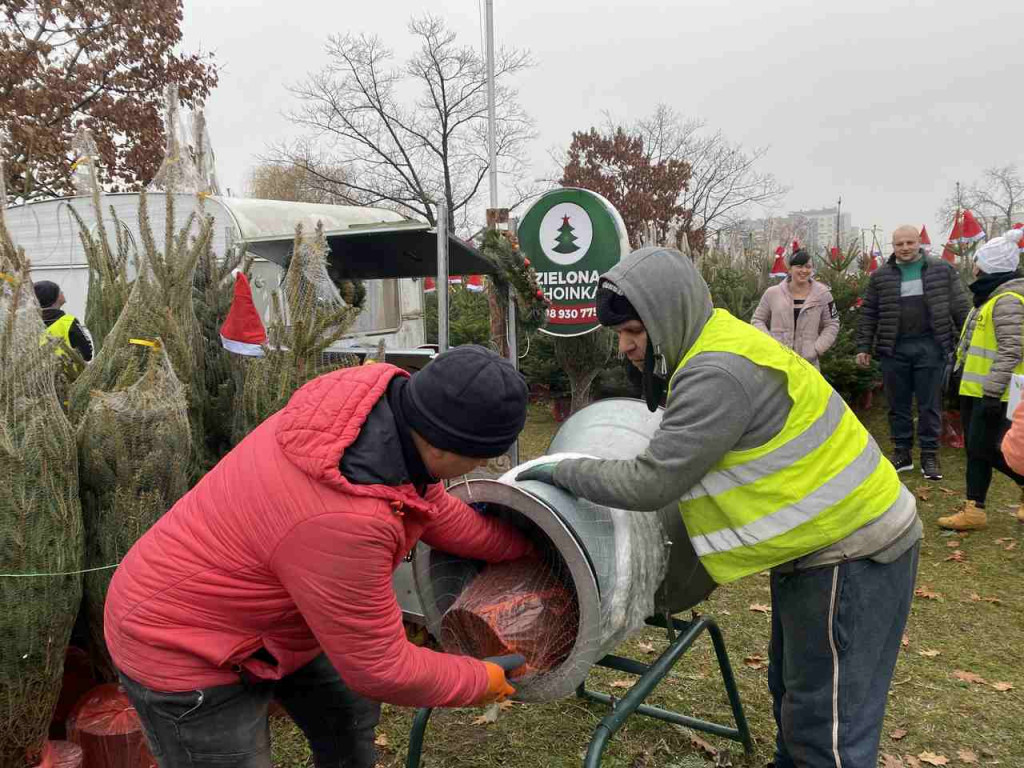 Tarnobrzeżanie kupują już choinki na święta! [zdjęcia]