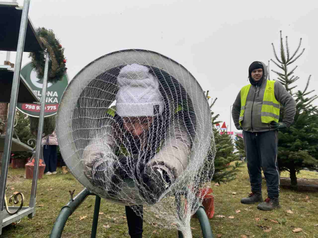 Tarnobrzeżanie kupują już choinki na święta! [zdjęcia]