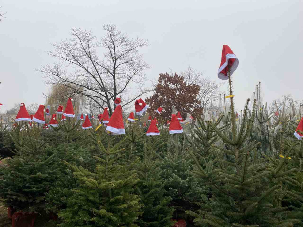 Tarnobrzeżanie kupują już choinki na święta! [zdjęcia]
