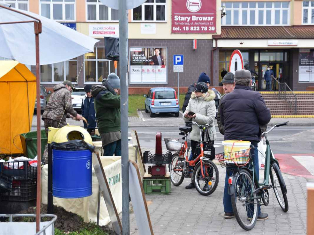 Ceny ryb w górę. W Tarnobrzegu ruszyła sprzedaż karpia na święta [zdjęcia]
