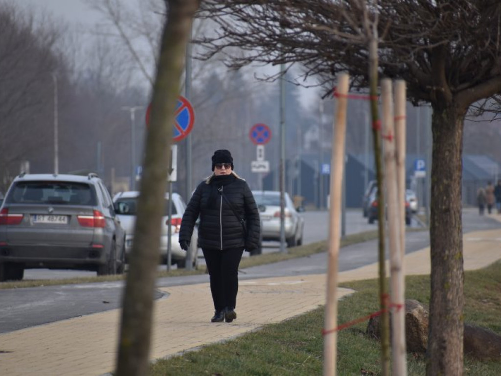 Niedziela nad Jeziorem Tarnobrzeskim. Nie brakowało morsów i spacerowiczów [zdjęcia]