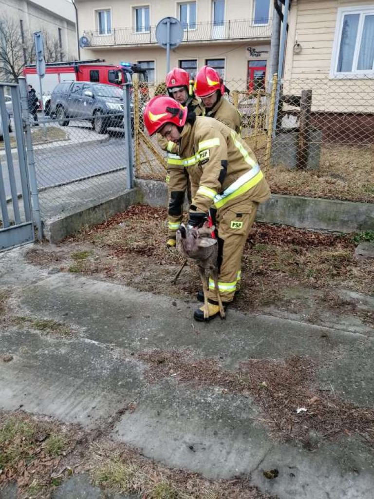 Staszów. Strażacy ratowali zabłąkaną sarnę. Nie potrafiła wydostać się z ogrodzonej posesji [zdjęcia]