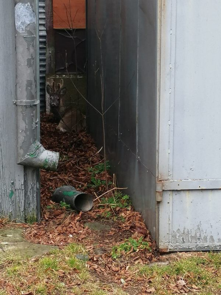 Staszów. Strażacy ratowali zabłąkaną sarnę. Nie potrafiła wydostać się z ogrodzonej posesji [zdjęcia]