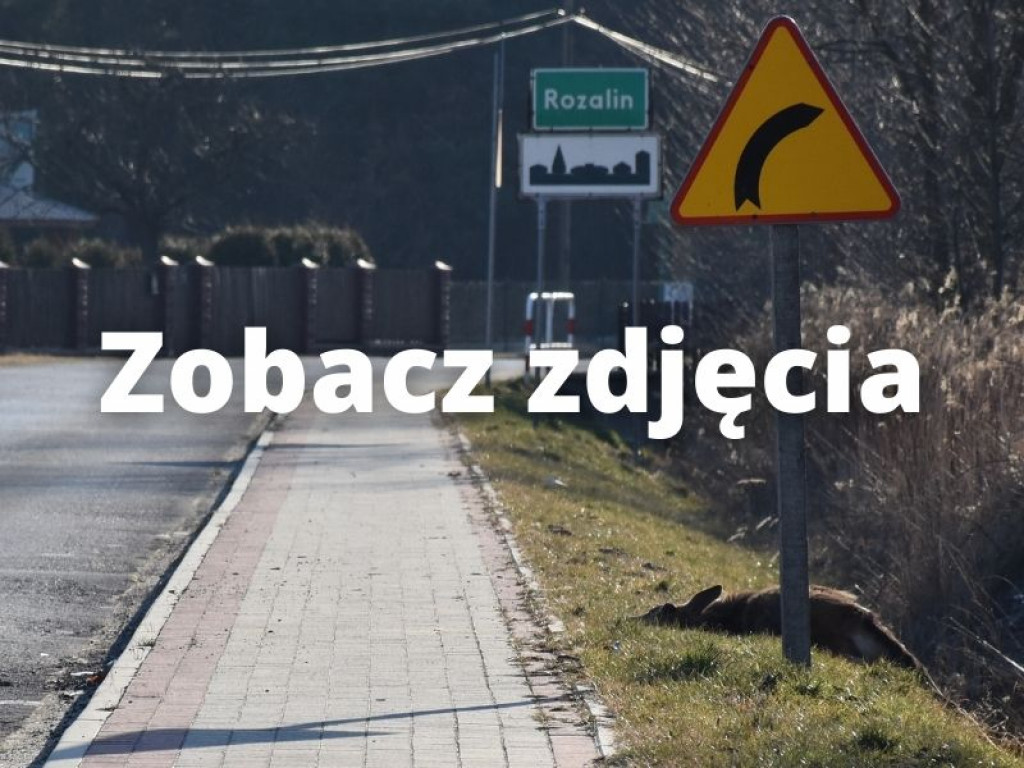 Zderzenie busa z jeleniem między Rozalinem i Tarnowską Wolą (gm. Nowa Dęba) [zdjęcia]