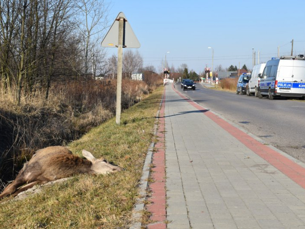 Zderzenie busa z jeleniem między Rozalinem i Tarnowską Wolą (gm. Nowa Dęba) [zdjęcia]