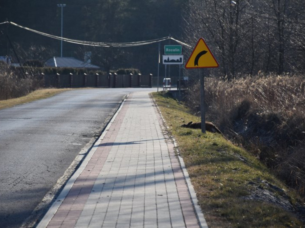 Zderzenie busa z jeleniem między Rozalinem i Tarnowską Wolą (gm. Nowa Dęba) [zdjęcia]