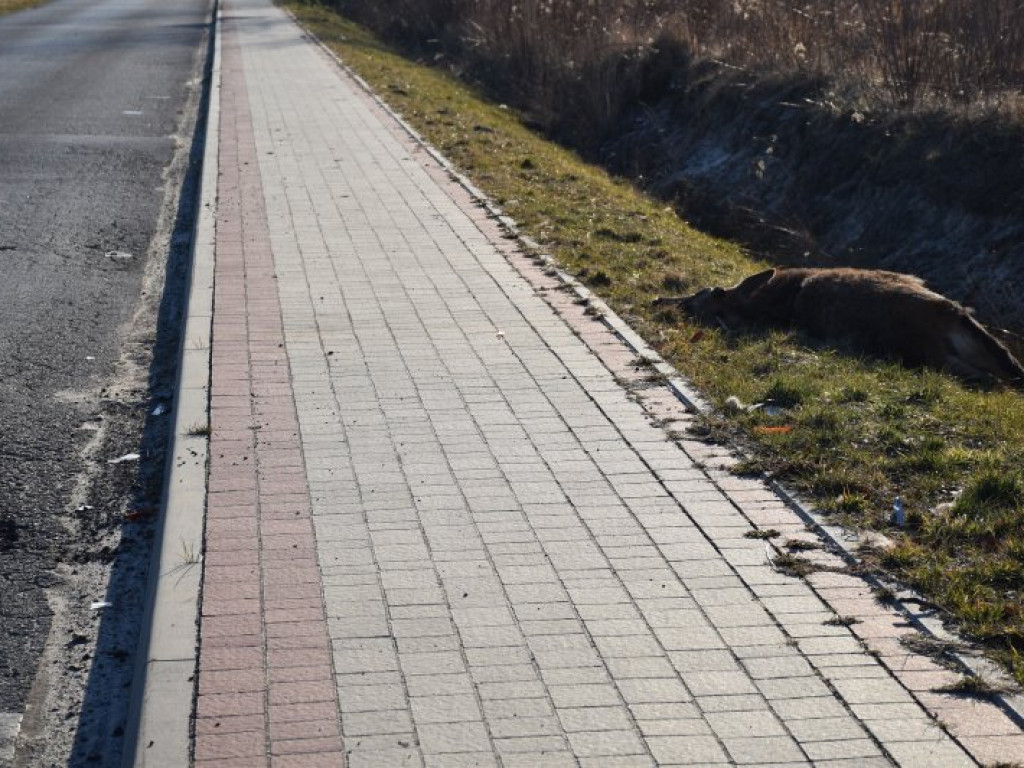 Zderzenie busa z jeleniem między Rozalinem i Tarnowską Wolą (gm. Nowa Dęba) [zdjęcia]