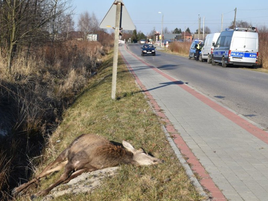 Zderzenie busa z jeleniem między Rozalinem i Tarnowską Wolą (gm. Nowa Dęba) [zdjęcia]