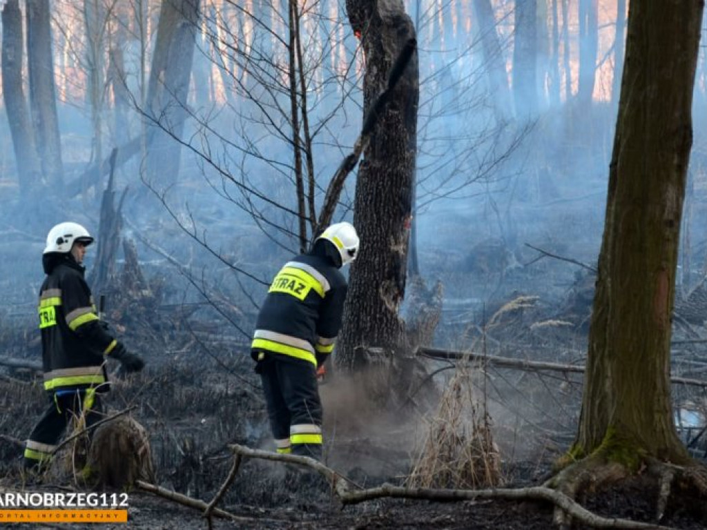 Potężny pożar w gminie Grębów. Użyto samolotu gaśniczego [zdjęcia]