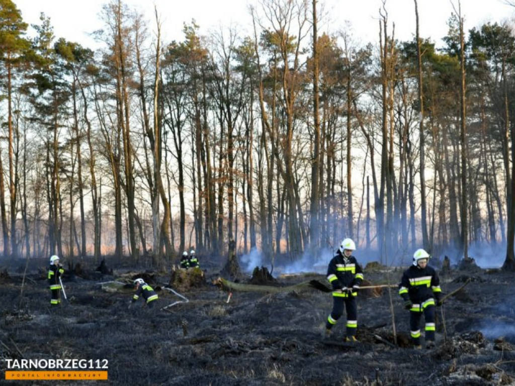 Potężny pożar w gminie Grębów. Użyto samolotu gaśniczego [zdjęcia]