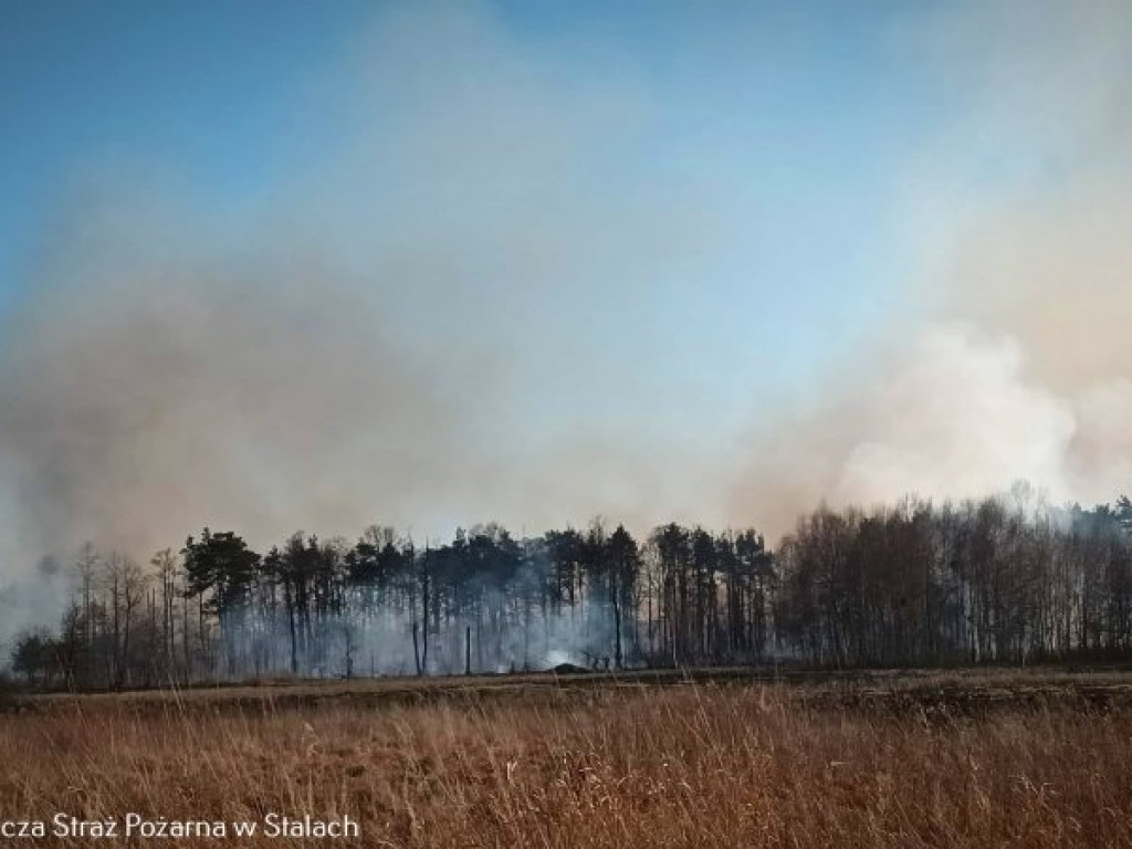 Potężny pożar w gminie Grębów. Użyto samolotu gaśniczego [zdjęcia]
