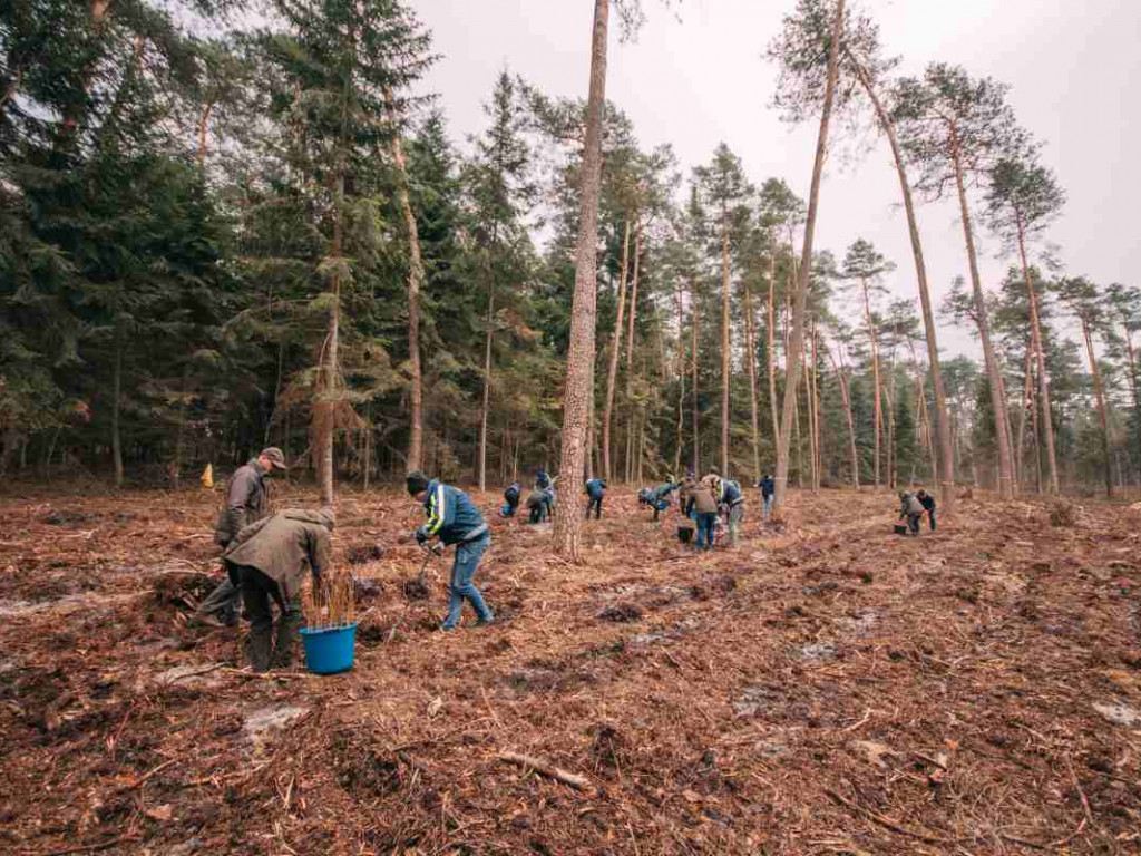 Wolontariusze zasadzili sześć tysięcy drzewek bukowych [zdjęcia]
