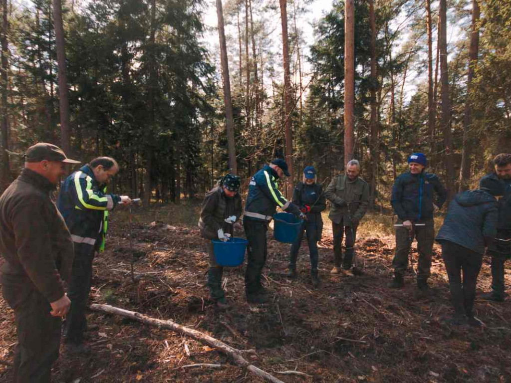 Wolontariusze zasadzili sześć tysięcy drzewek bukowych [zdjęcia]