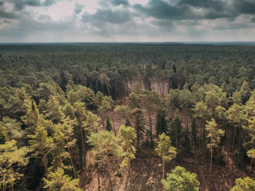 Wolontariusze zasadzili sześć tysięcy drzewek bukowych [zdjęcia]