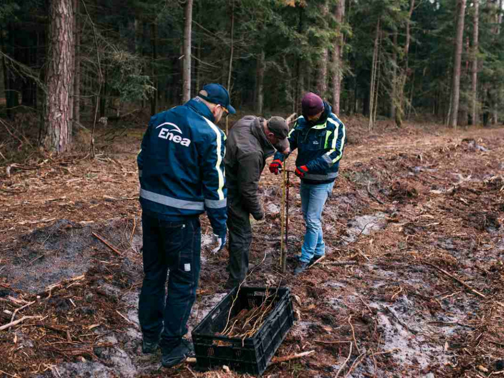 Wolontariusze zasadzili sześć tysięcy drzewek bukowych [zdjęcia]